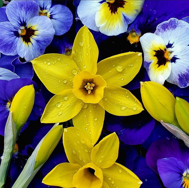 Daffodils