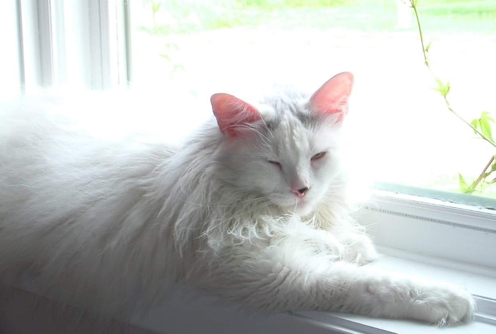 Rosie The Cat On the Windows