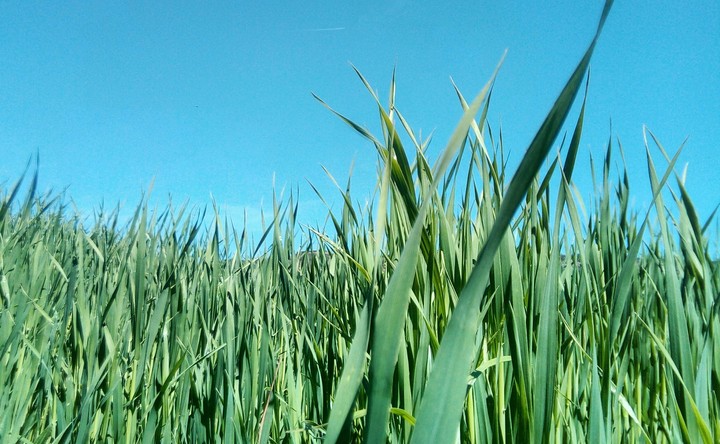 grass
