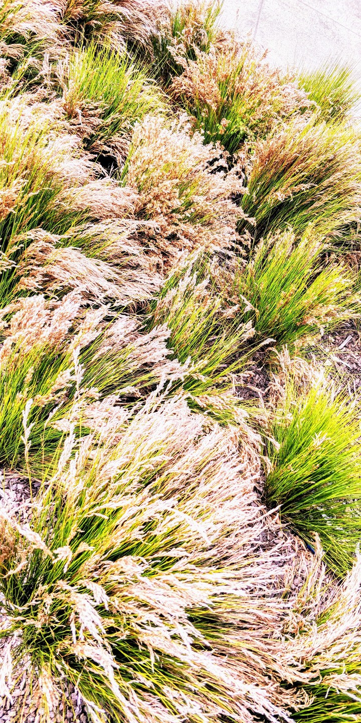 grass