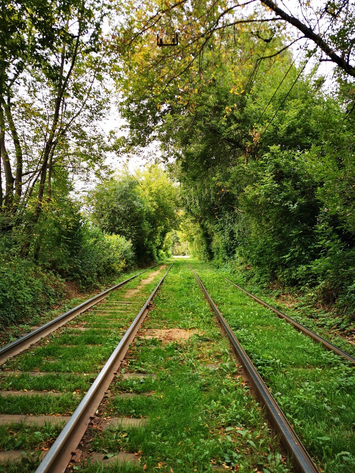 Green tunnel