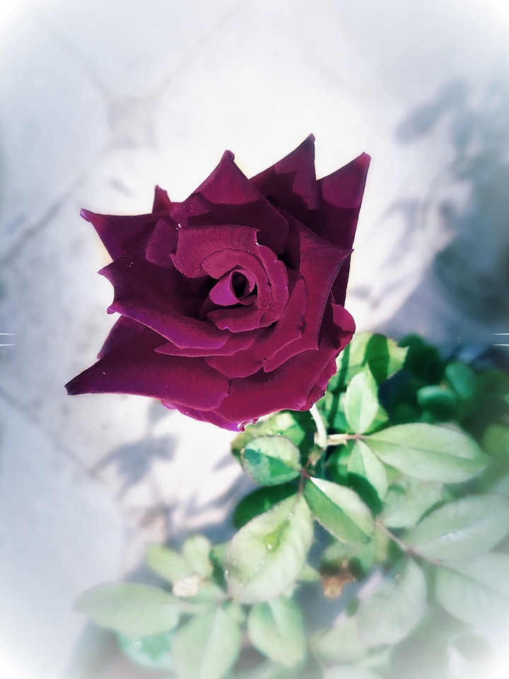 flower  گل