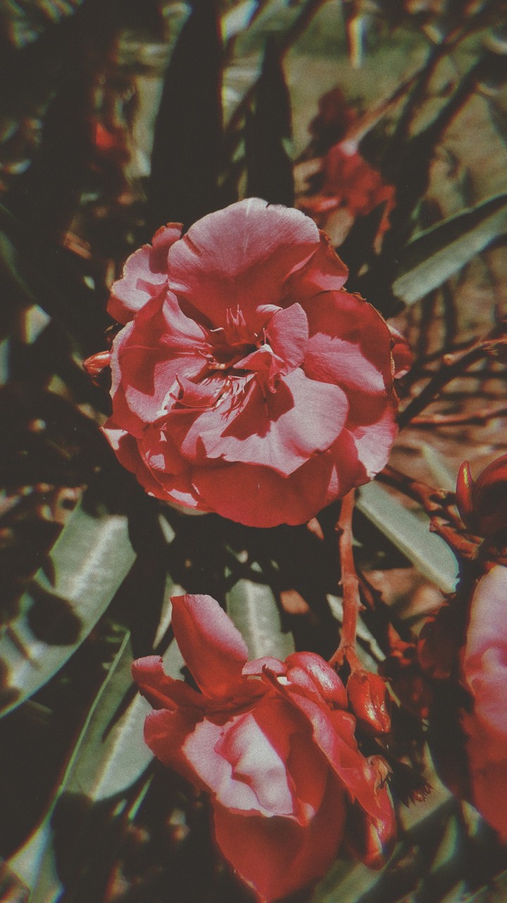 flower ?