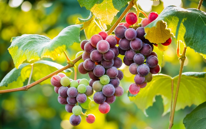 Grapes