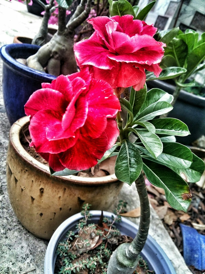 Plumeria