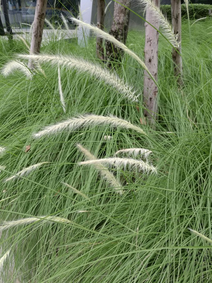 flower of the grass