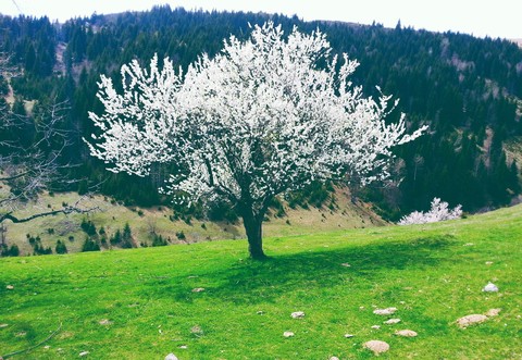 bloom
