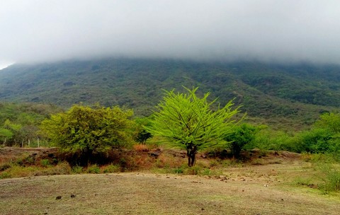 ÁRBOL DE CIRIAN, SAN LORENZO, GRO.