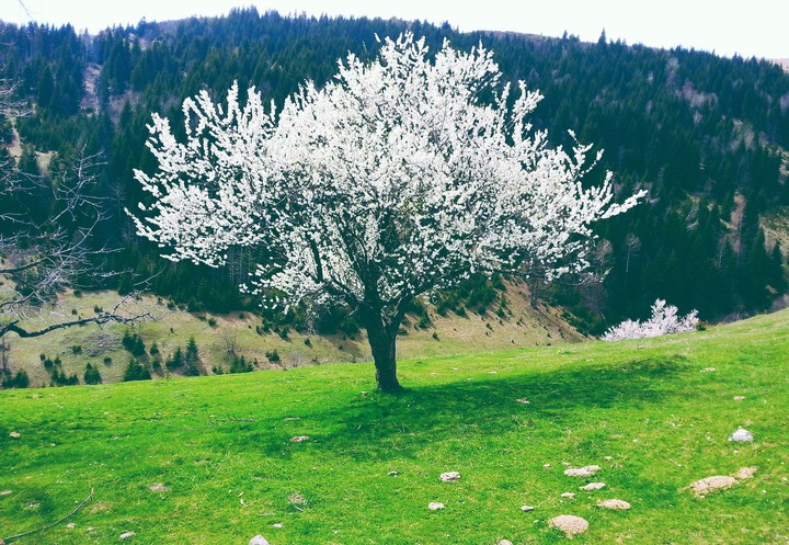 bloom