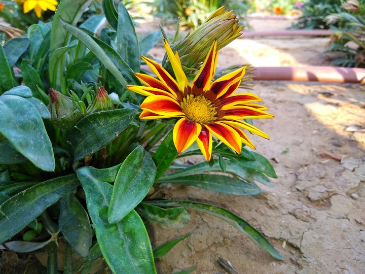 First Click
