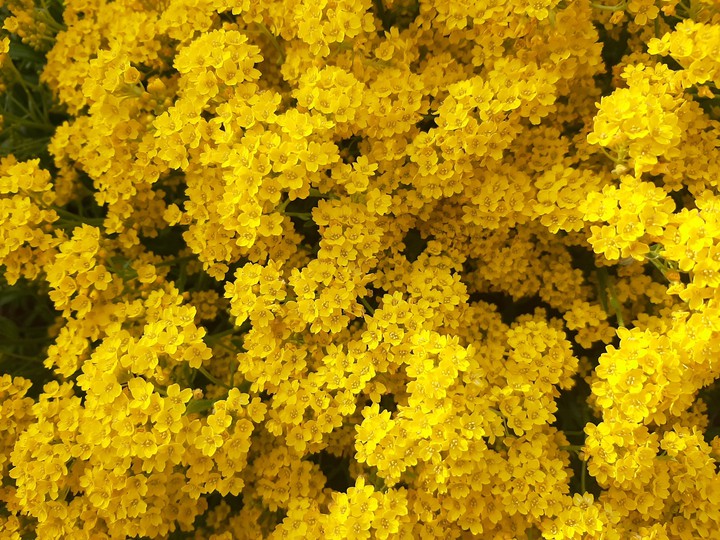 yellow