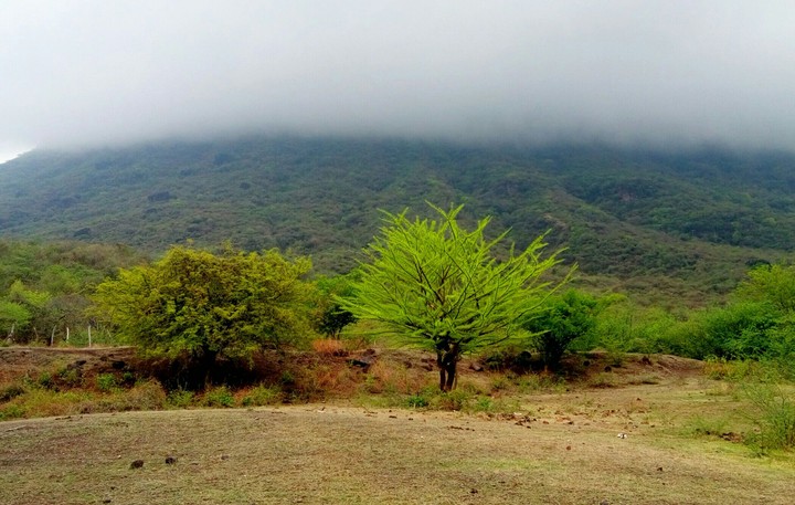 ÁRBOL DE CIRIAN, SAN LORENZO, GRO.