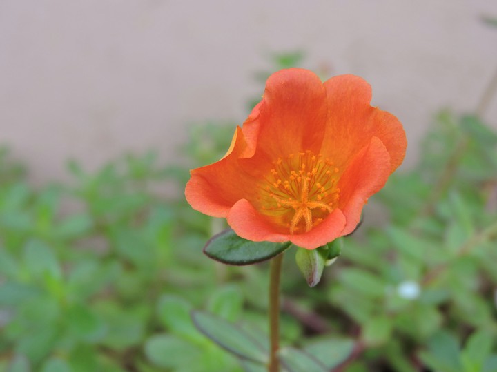 orange flower