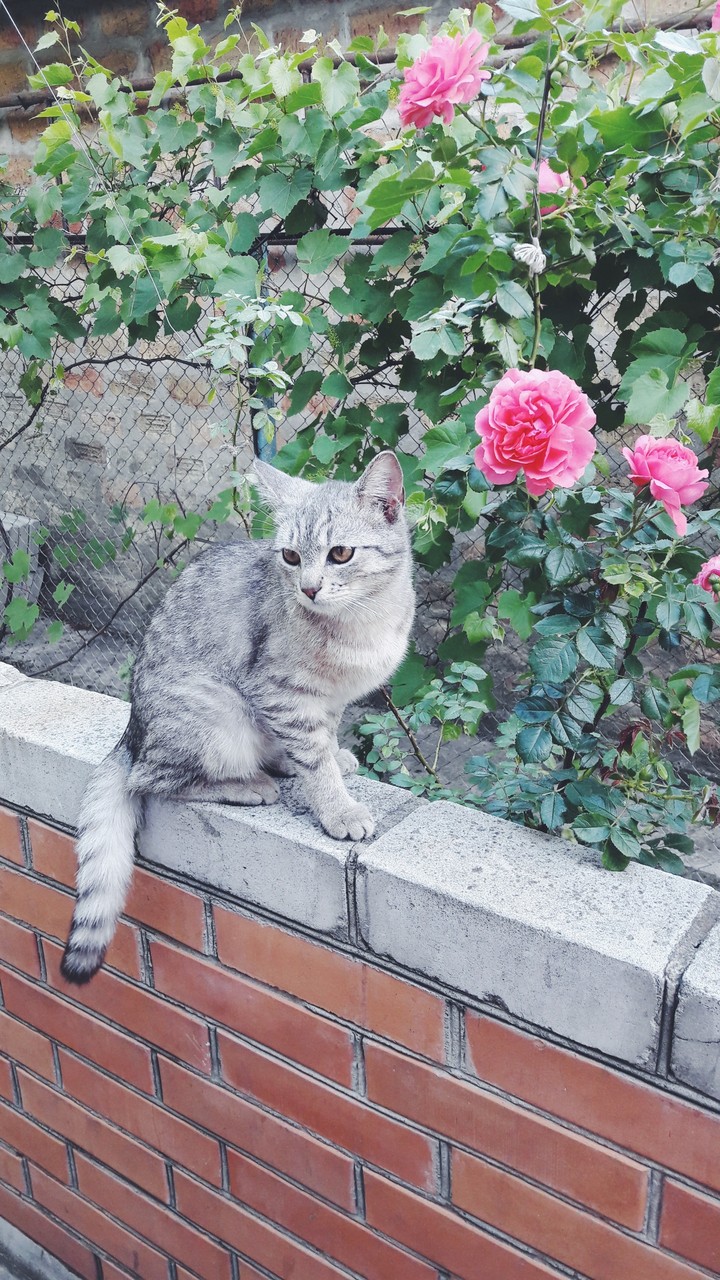 #ukraine #roses #cat #graycat #meow