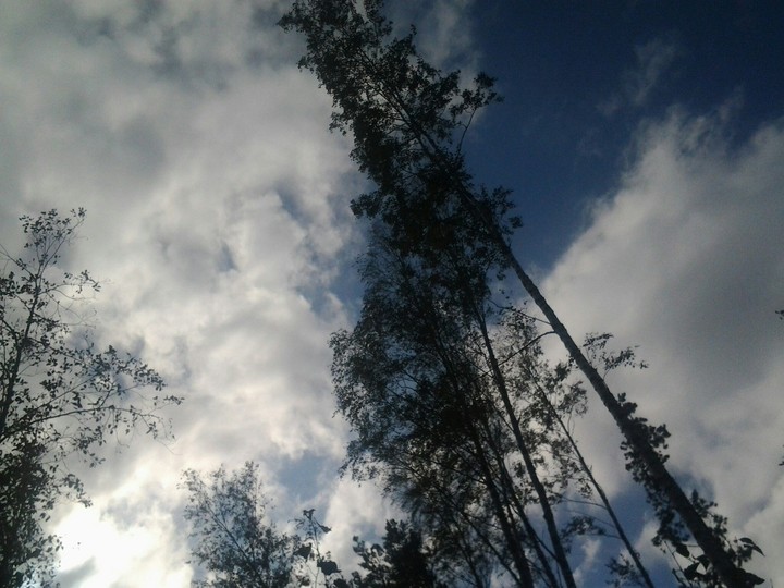 forest