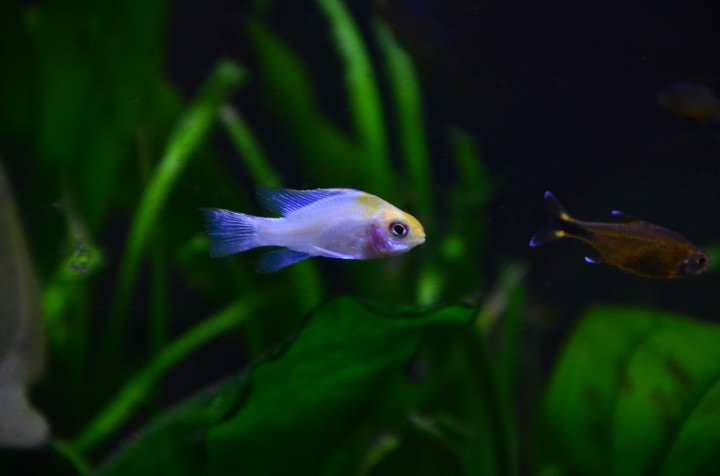 aquarium
