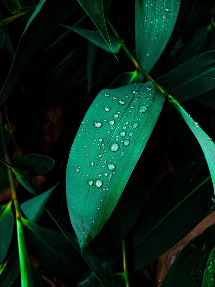 Drops