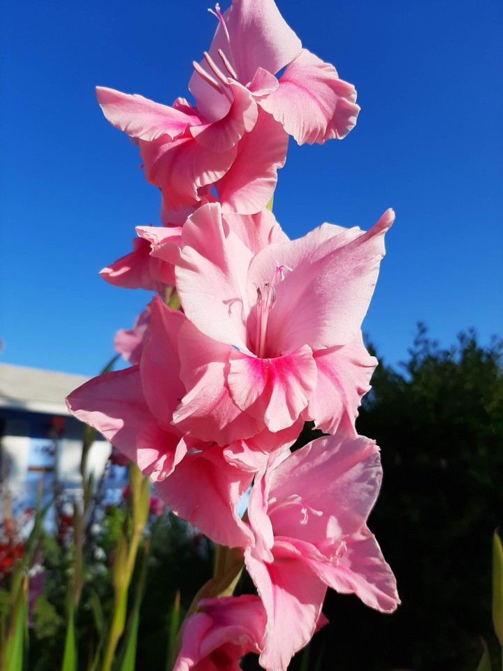 Pink Flowers