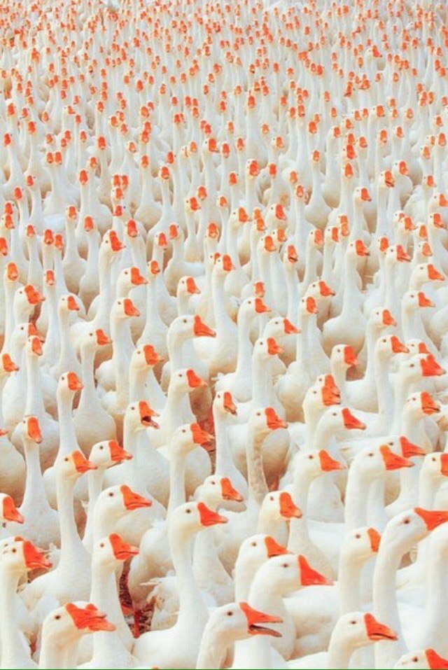 Goose