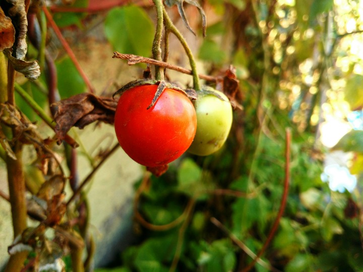 Tomato