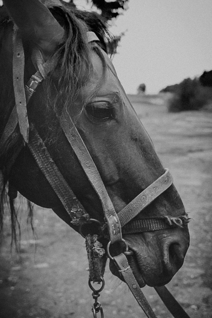Horse Garabagh