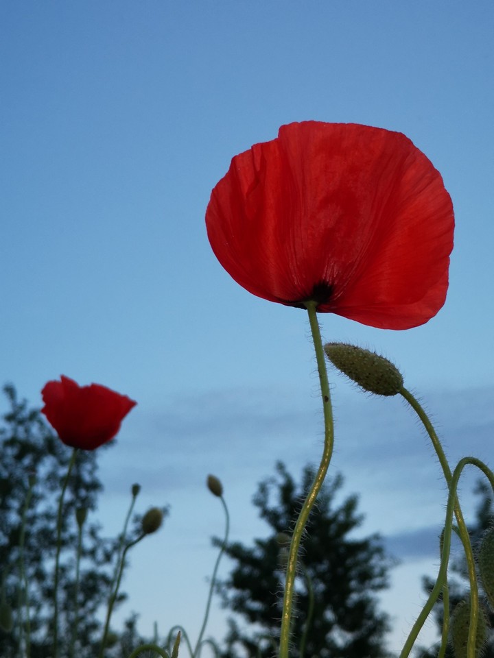 Mohnblume in Abendstimmung
