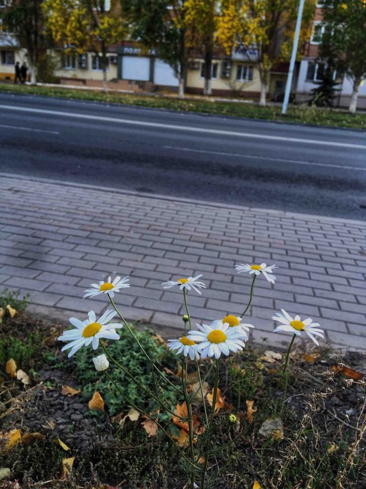 люблю ромашки