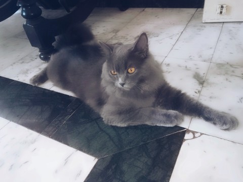british longhair