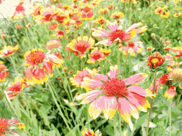 Garden flowers
