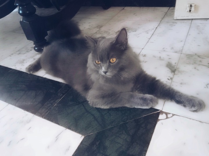 british longhair