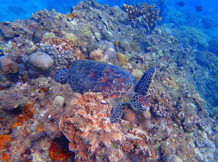 Green turtle
