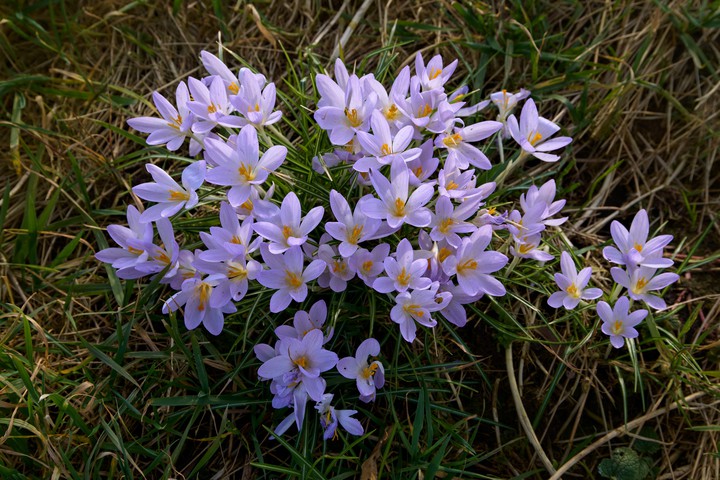Crocuses