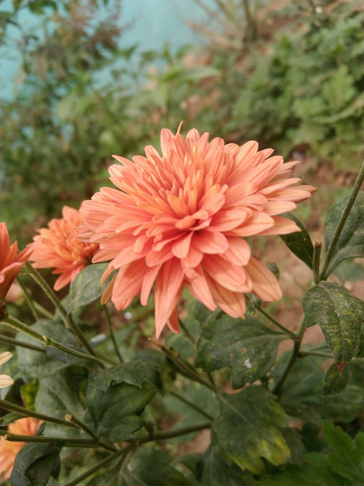 flower