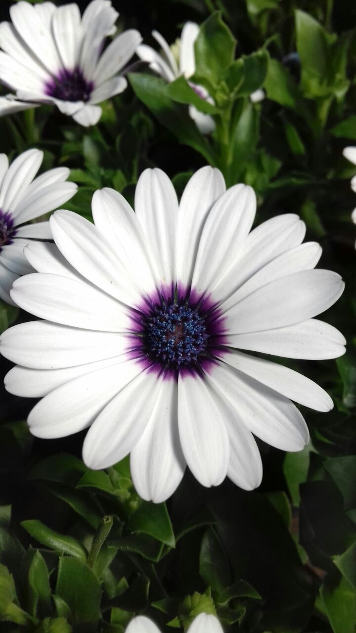 Margarida azul