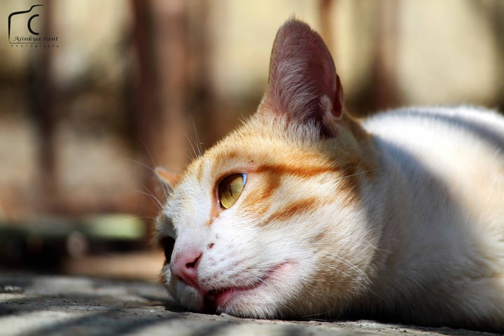 cat