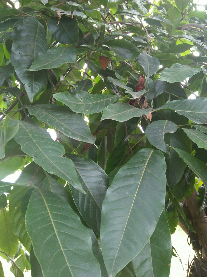 hilikha trees leaf