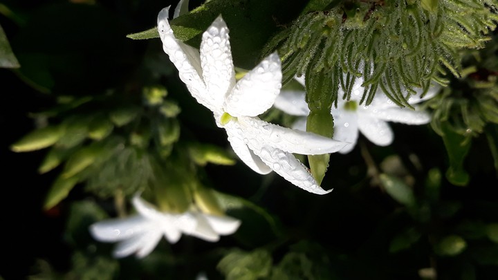 flower