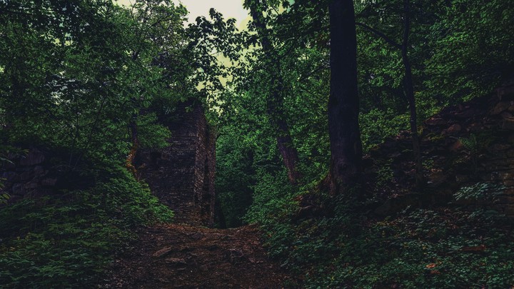 FOREST