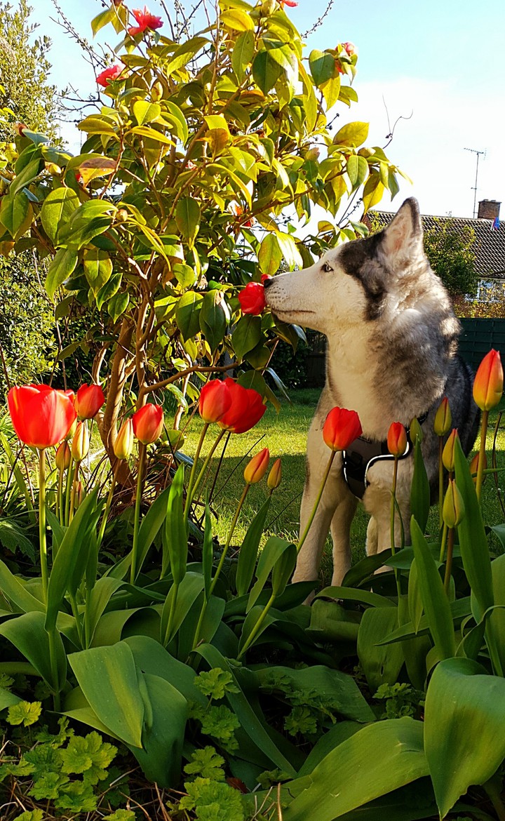 Spring ?