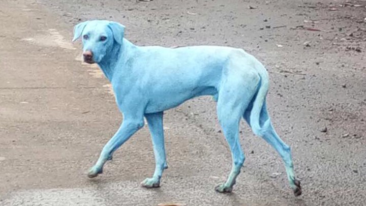 blue body dog