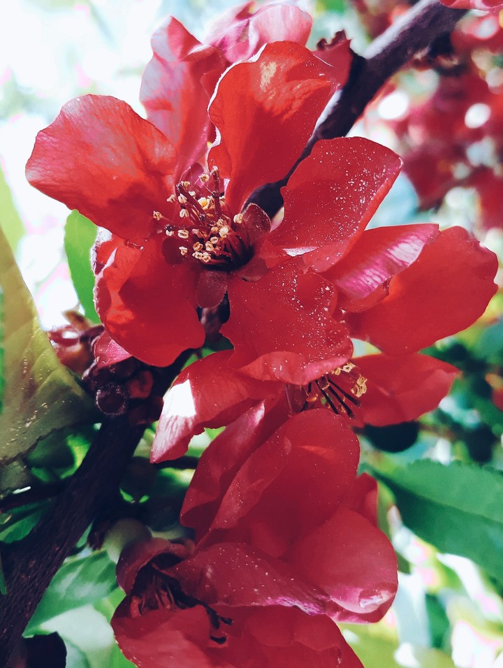 red petals