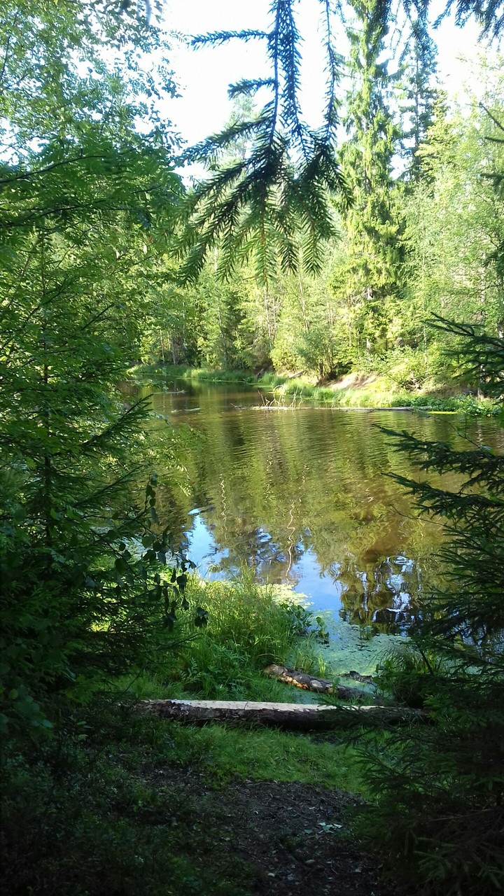 summer forest