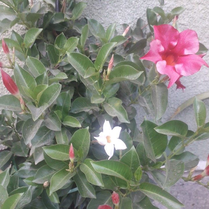dipladenia