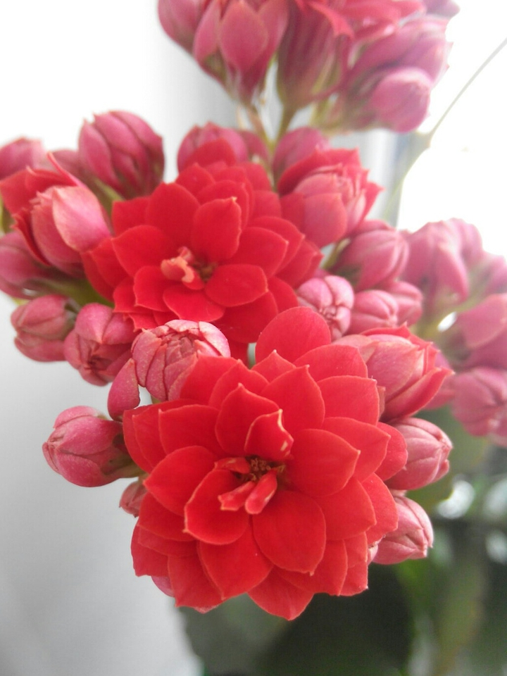 Red flower