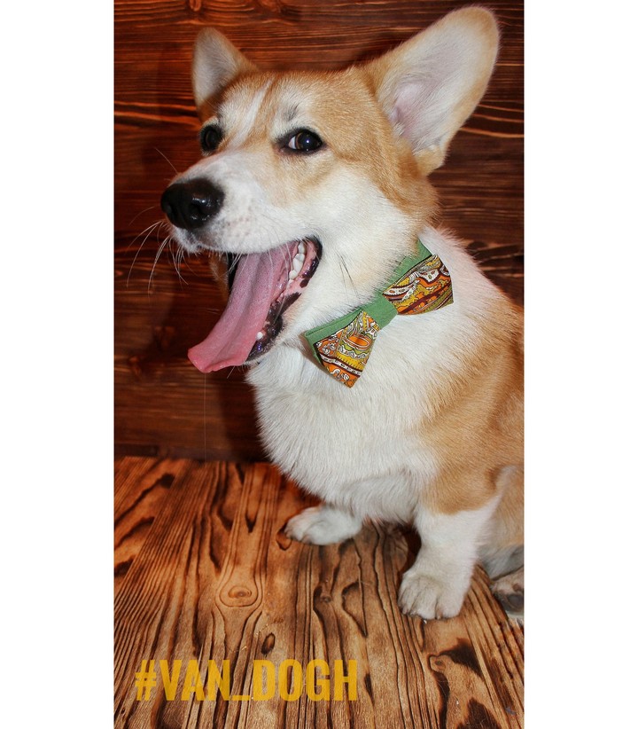 Fashion dog