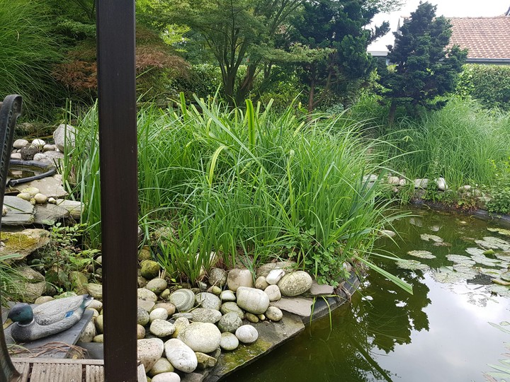 my garden