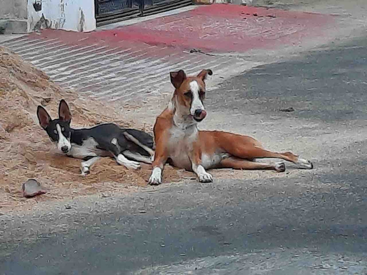 dog love