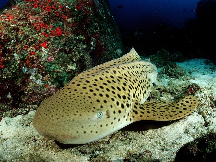 Leopard Shark