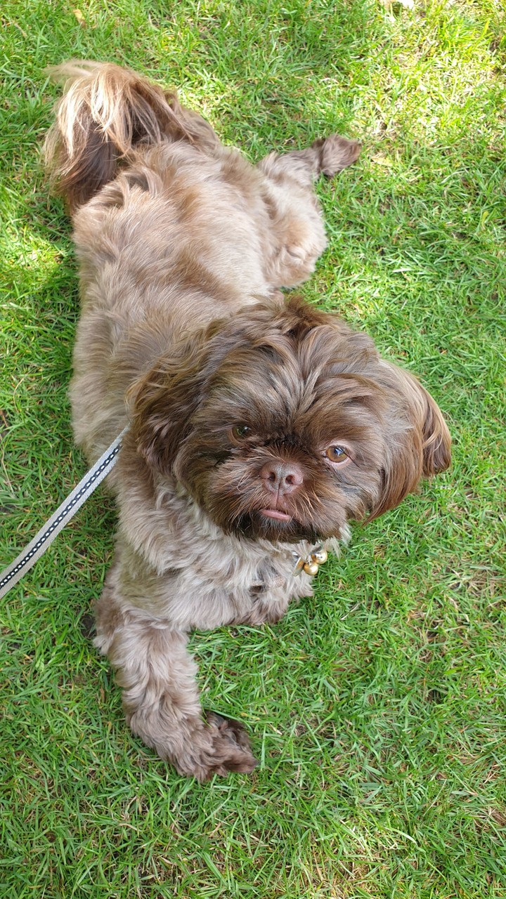coco walks!!