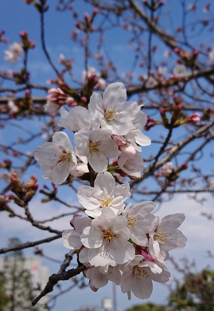桜